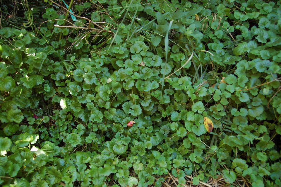 Poznaj właściwości lecznicze bluszczyku kurdybanka (Glechoma hederacea)