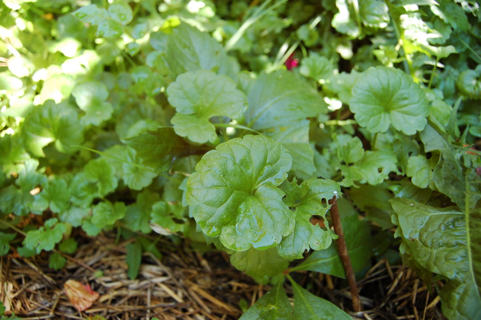 Poznaj właściwości lecznicze bluszczyku kurdybanka (Glechoma hederacea)