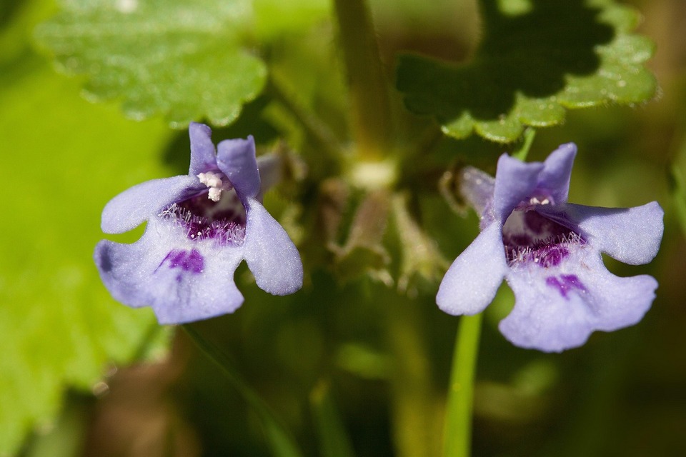 Poznaj właściwości lecznicze bluszczyku kurdybanka (Glechoma hederacea)